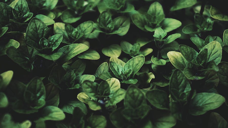 Botanical herbs and plants