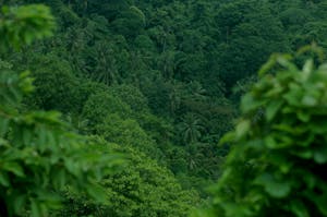 Ugandan forest